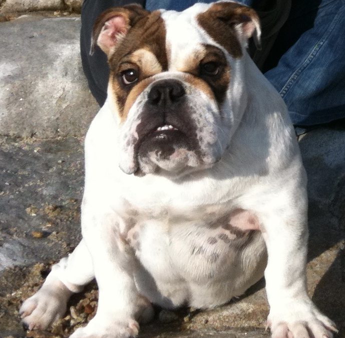 Disparition de MARGARET, la mascotte